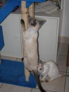 more kittens